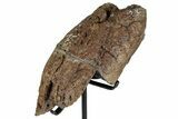 Dinosaur (Triceratops) Epoccipital Frill Shield Section - Montana #244657-2